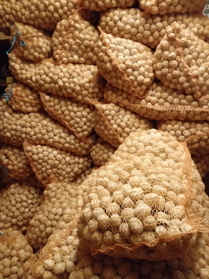 Orechy Vlašské v škrupine Velké Čisté