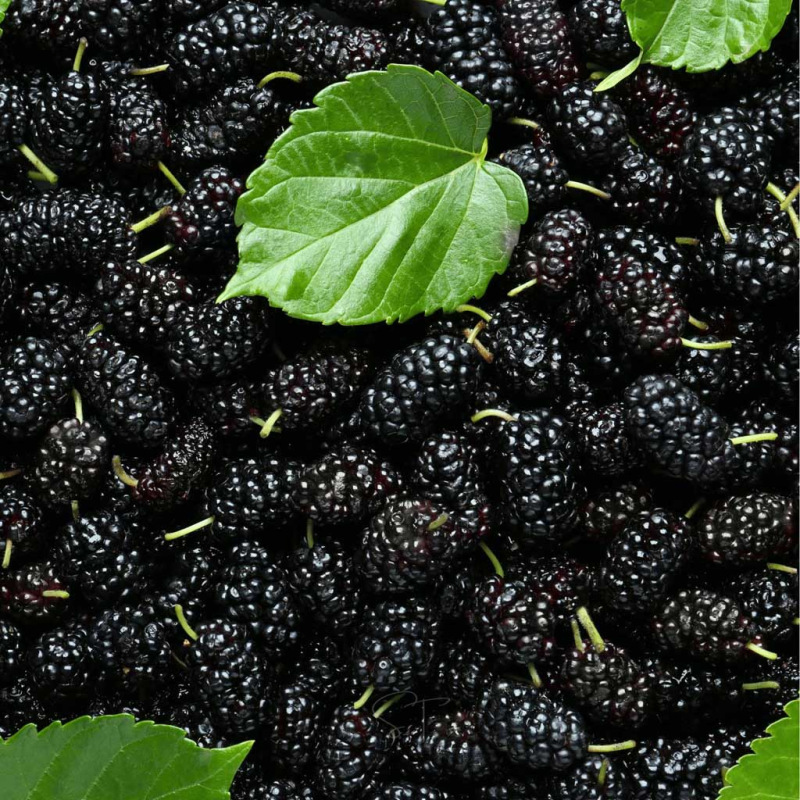Moruša sušená Čierna Natural 3