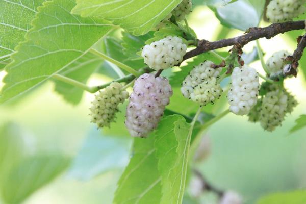 Moruša sušené plody Natural